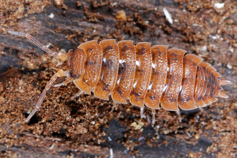 Rough Woodlouse, Porcellio scaber