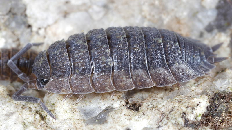 Rough Woodlouse, Porcellio scaber