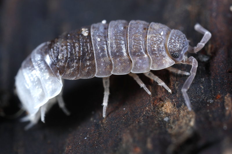 shedded Rough Woodlouse, Porcellio scaber