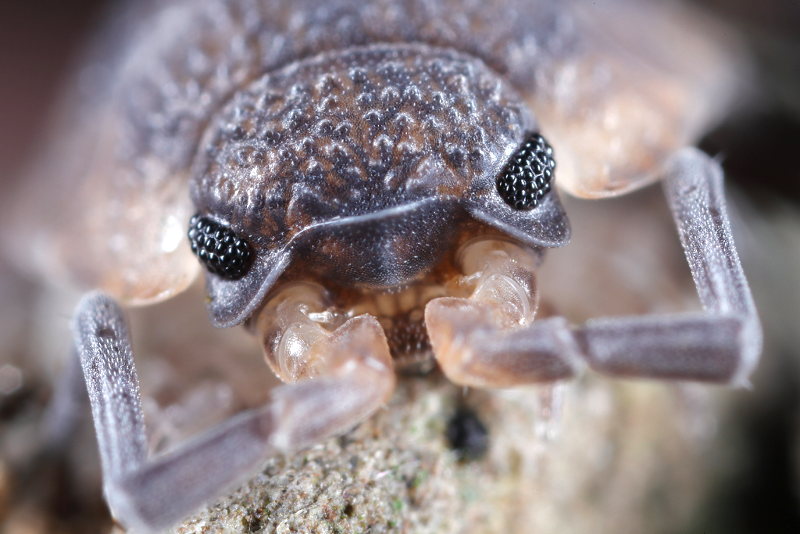 Rough Woodlouse, Porcellio scaber