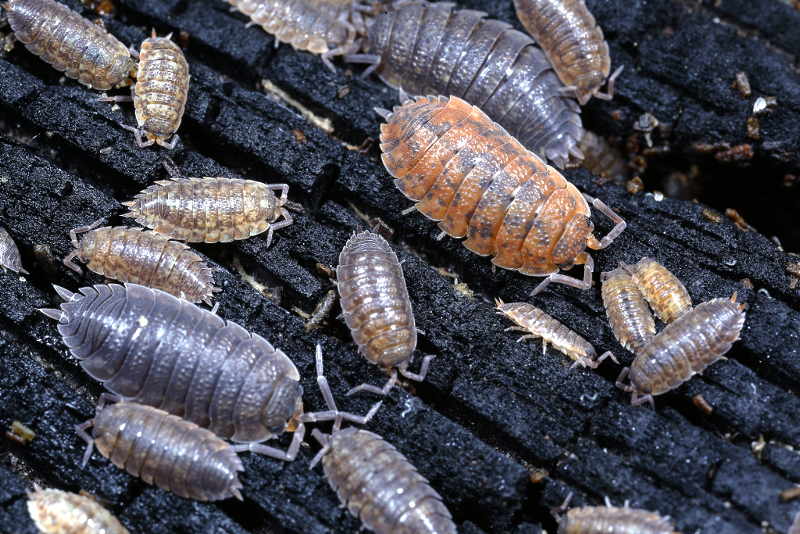 Rough Woodlice, Porcellio scaber