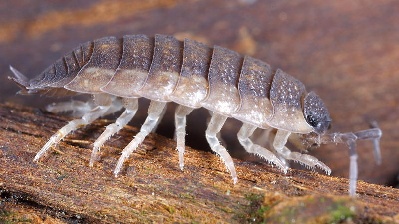 Rough Woodlouse, Porcellio scaber