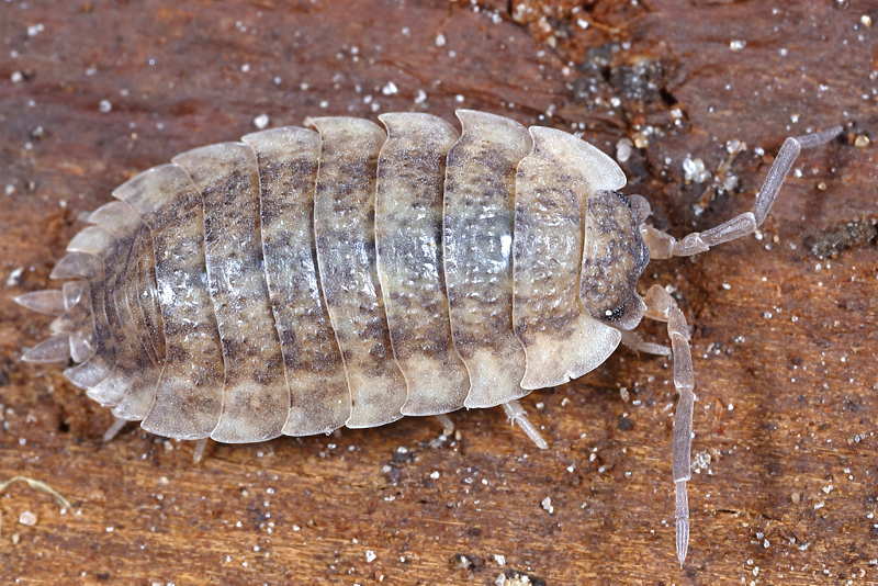 Rough Woodlouse, Porcellio scaber