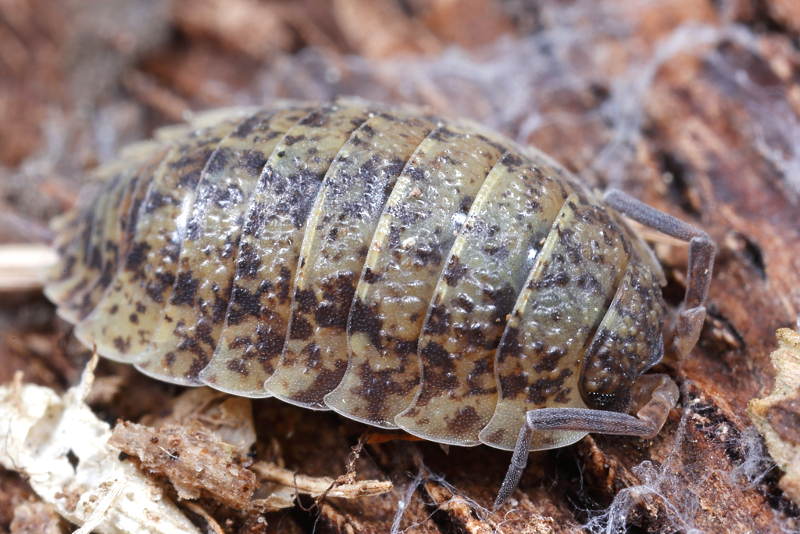 Rough Woodlouse, Porcellio scaber