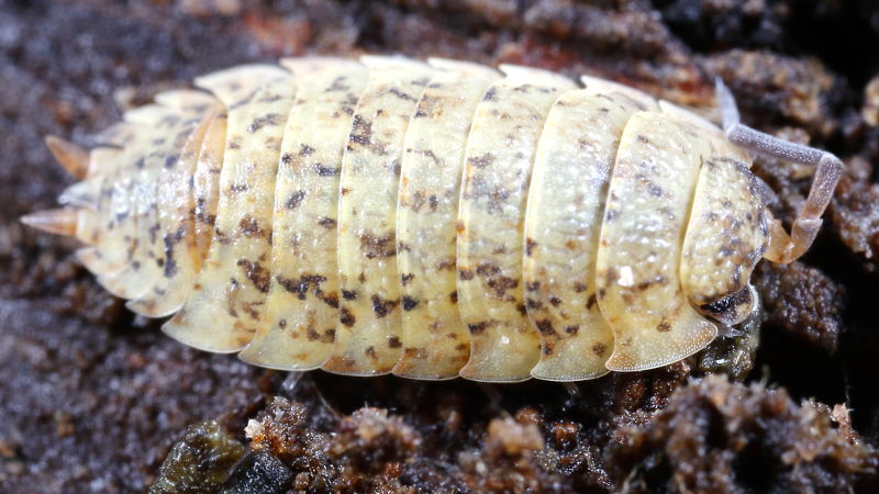 Rough Woodlouse, Porcellio scaber