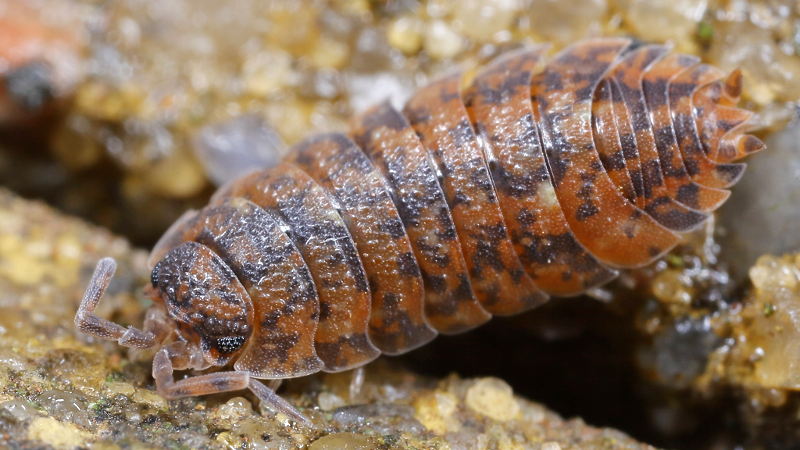Rough Woodlouse, Porcellio scaber