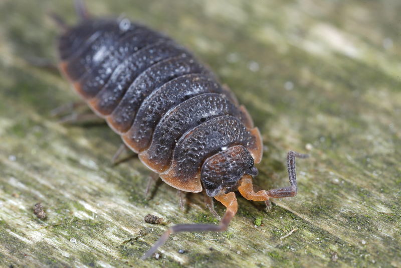 Rough Woodlouse, Porcellio scaber
