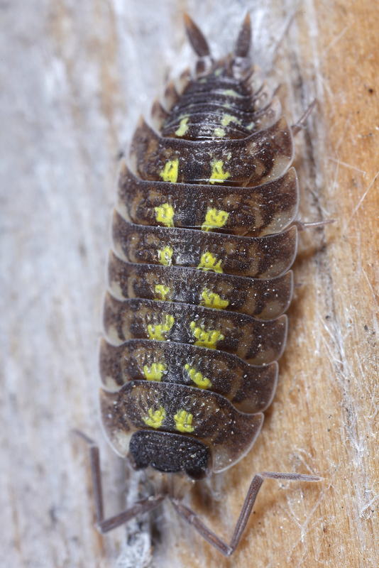 Painted Woodlouse, Porcellio spinicornis
