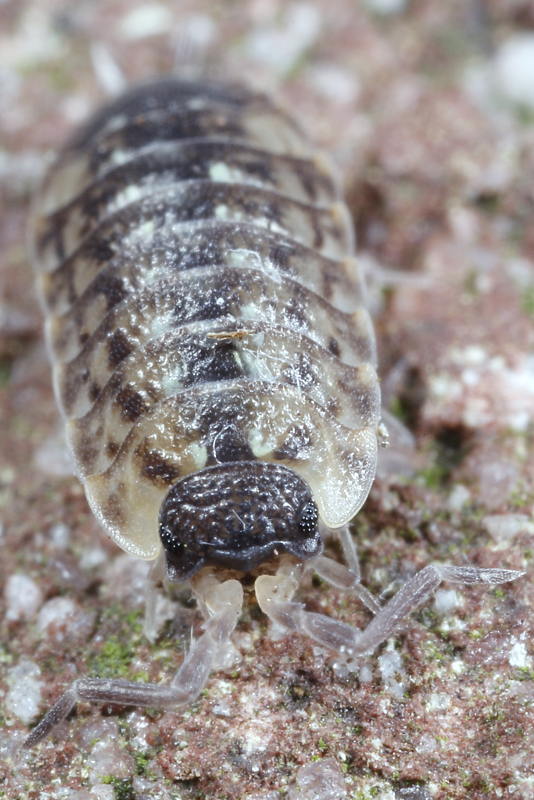 Painted Woodlouse, Porcellio spinicornis