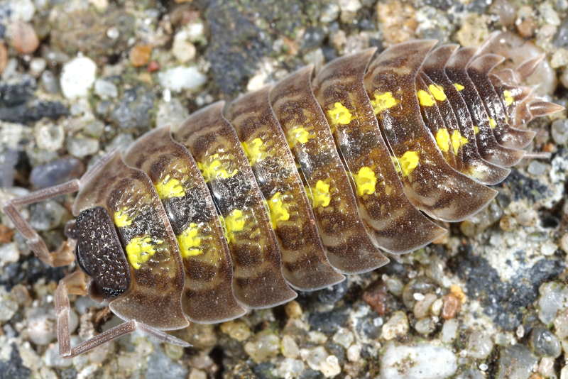 Painted Woodlouse, Porcellio spinicornis