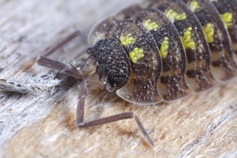Painted Woodlouse, Porcellio spinicornis