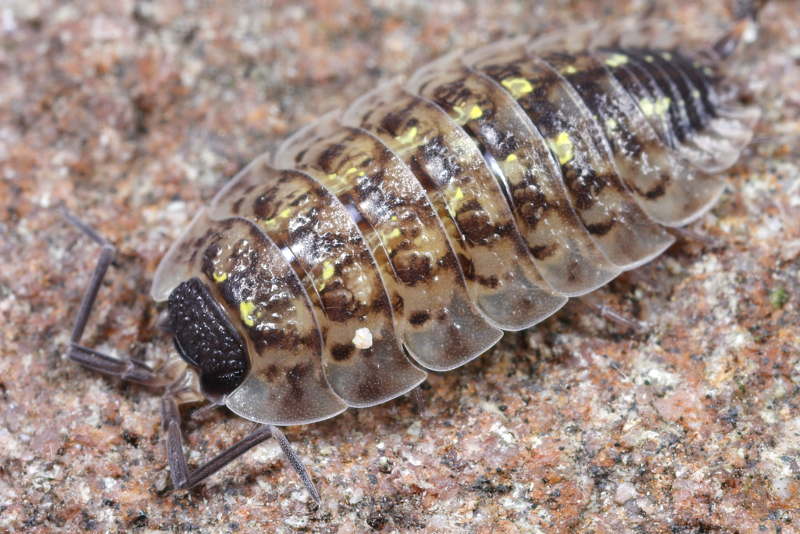 Painted Woodlouse, Porcellio spinicornis