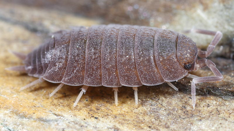 Plum Woodlouse, Porcellionides pruinosus