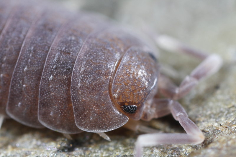 Plum Woodlouse, Porcellionides pruinosus
