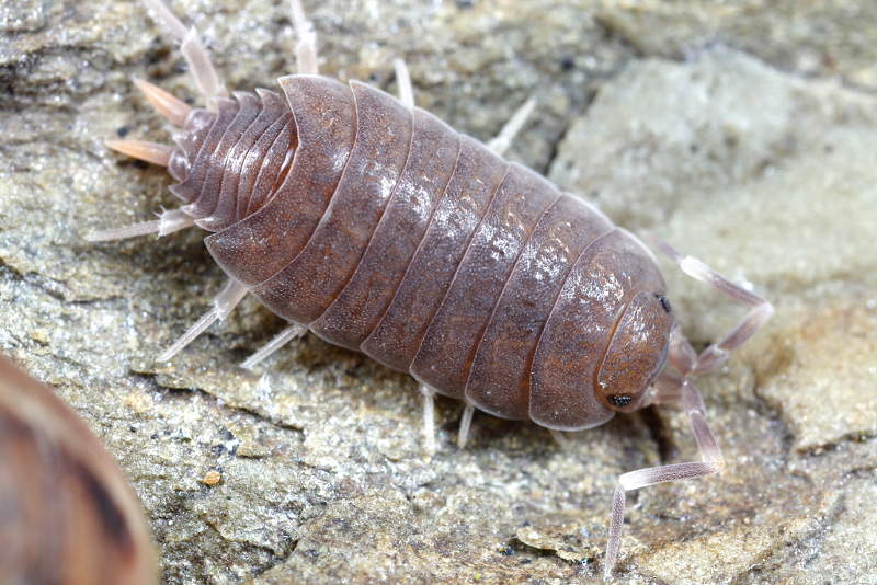 Plum Woodlouse, Porcellionides pruinosus