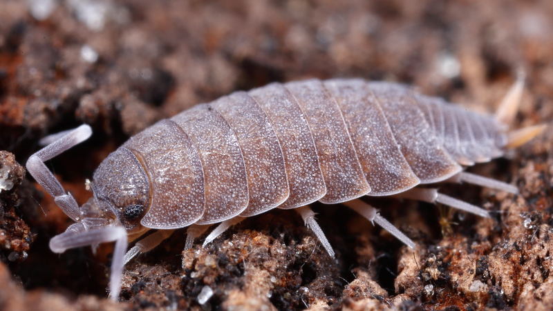 Plum Woodlouse, Porcellionides pruinosus