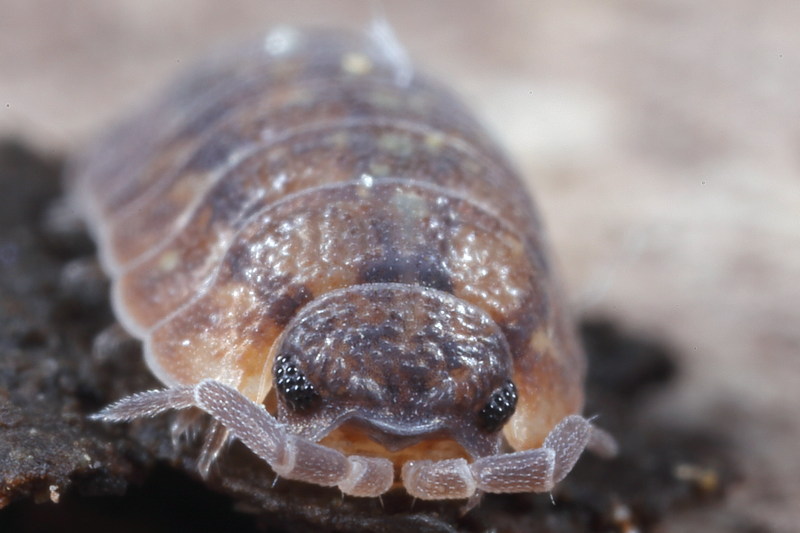 Woodlouse, Porcellium conspersum