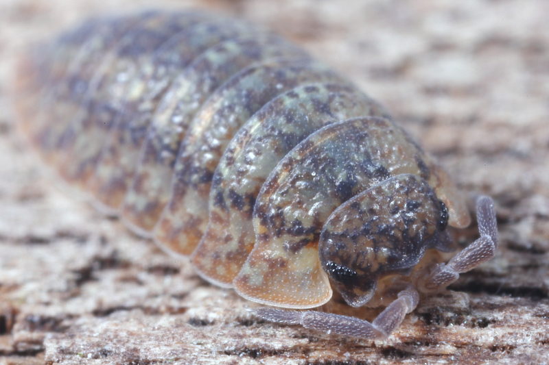 Woodlouse, Porcellium conspersum