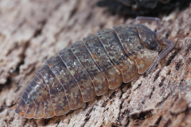 Woodlouse, Porcellium conspersum