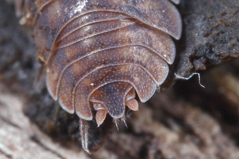 Woodlouse, Porcellium conspersum