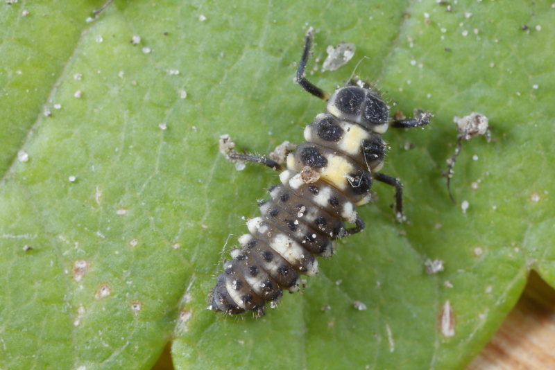 Schaakbordlieveheersbeestje, Propylea quatuordecimpunctata, larve
