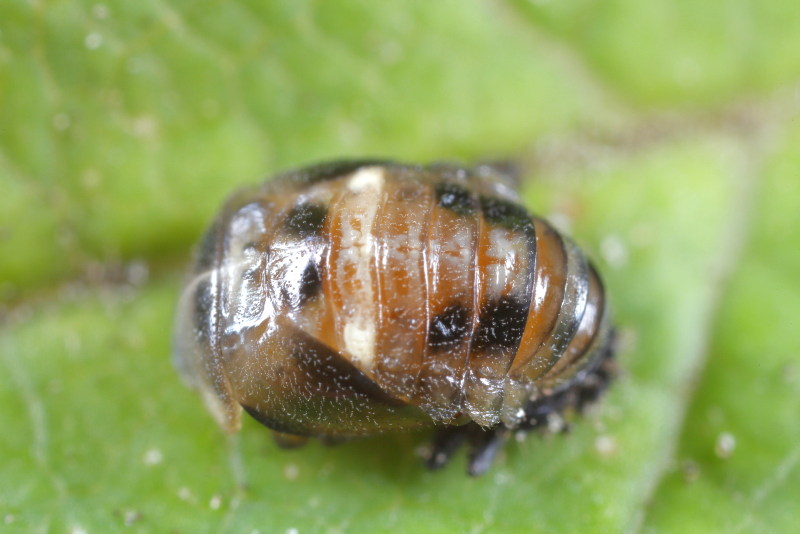 Schaakbordlieveheersbeestje, Propylea quatuordecimpunctata, pop