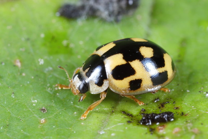 Schaakbordlieveheersbeestje, Propylea quatuordecimpunctata