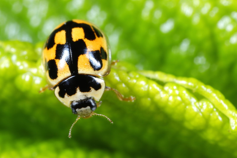 Schaakbordlieveheersbeestje, Propylea quatuordecimpunctata