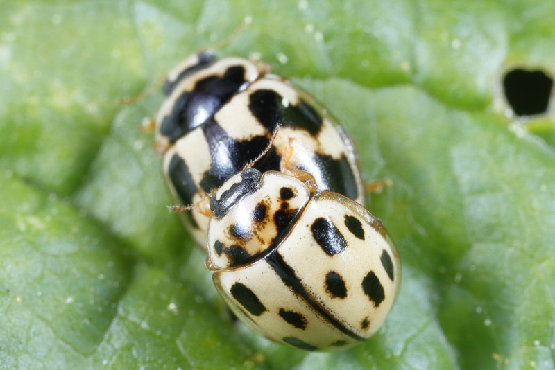 Schaakbordlieveheersbeestje, Propylea quatuordecimpunctata