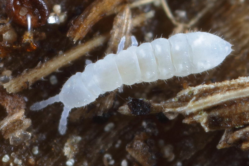 Protaphorura armata