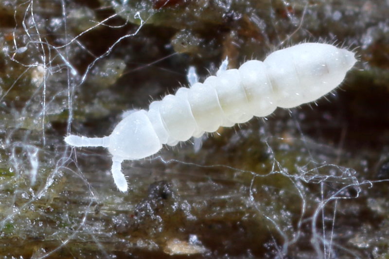 Protaphorura armata