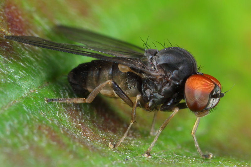 Grijze honingzwambreedvoet, Protoclythia modesta ♂