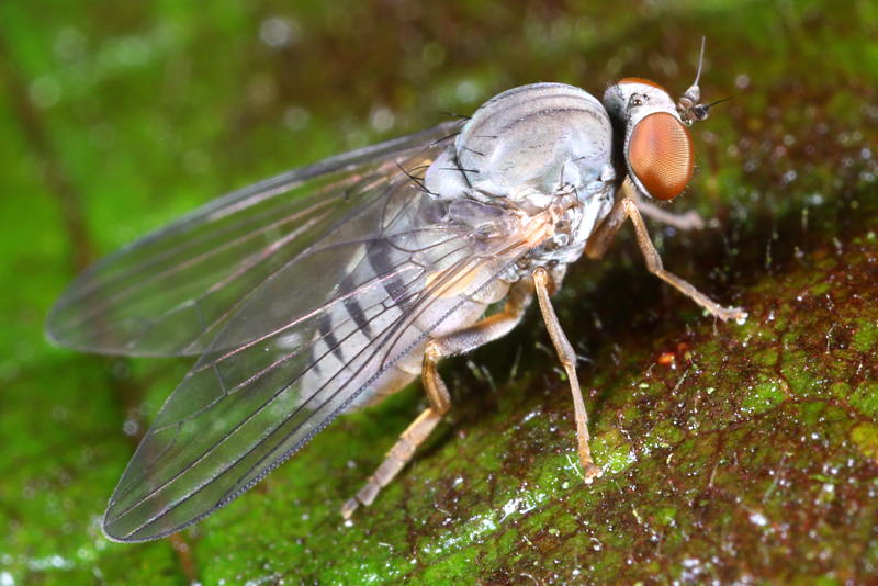 Grijze honingzwambreedvoet, Protoclythia modesta ♀