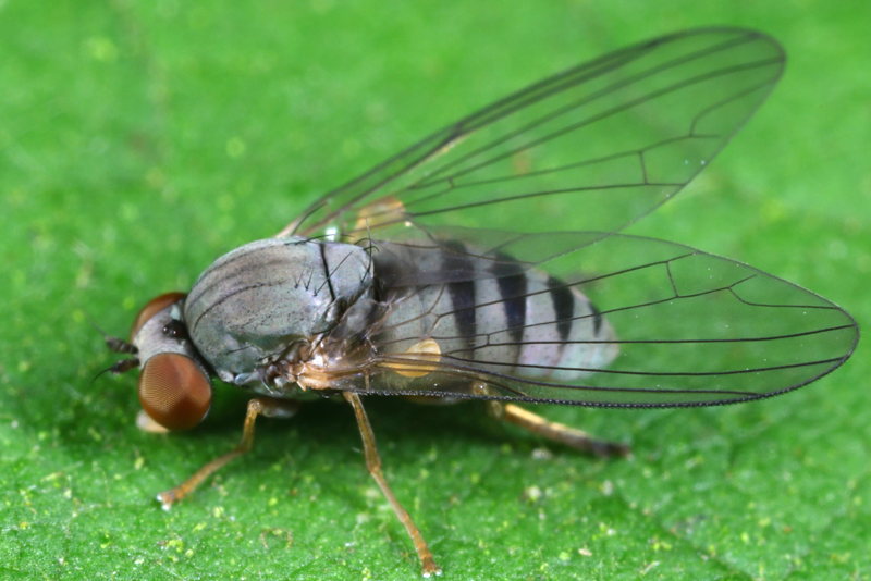 Grijze honingzwambreedvoet, Protoclythia modesta ♀