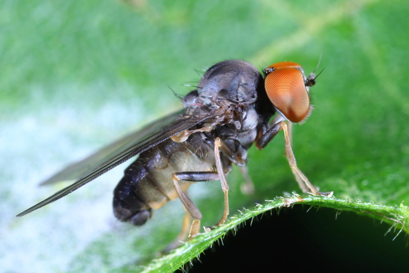 Grijze honingzwambreedvoet, Protoclythia modesta &male;
