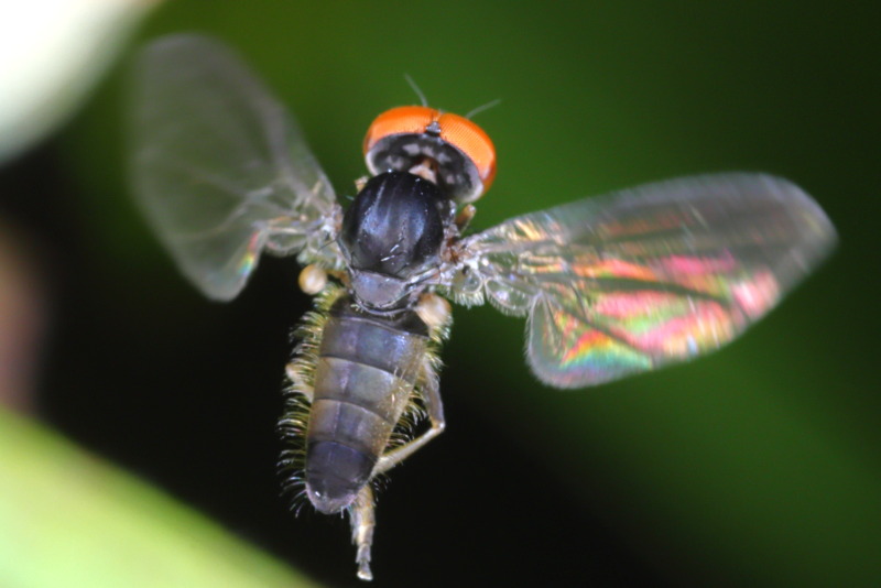 Grijze honingzwambreedvoet, Protoclythia modesta &male;