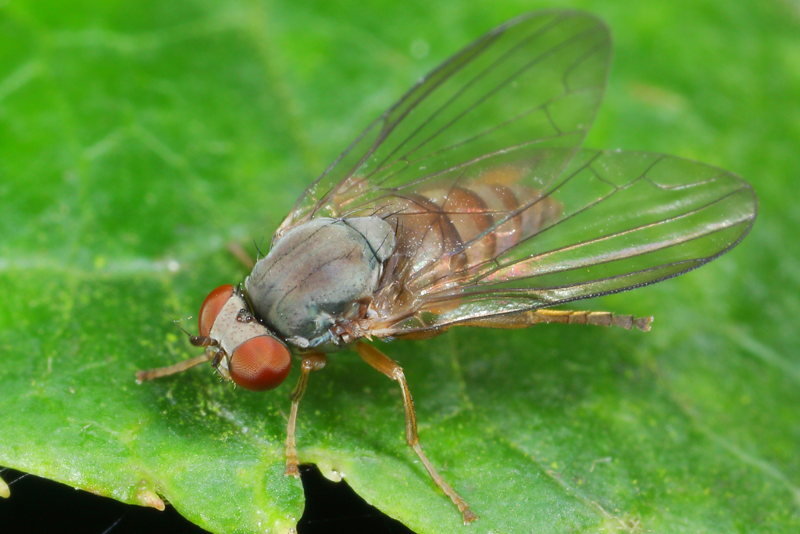 Rode honingzwambreedvoet, Protoclythia rufa ♀