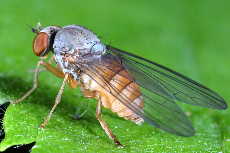 Rode honingzwambreedvoet, Protoclythia rufa ♀