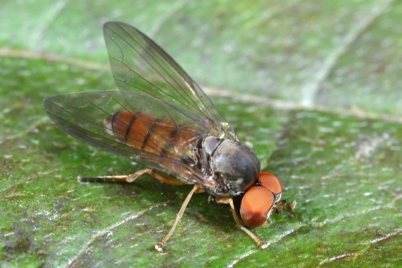 Rode honingzwambreedvoet, Protoclythia rufa ♂