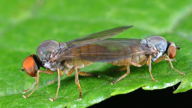 Rode honingzwambreedvoet, Protoclythia rufa, paring