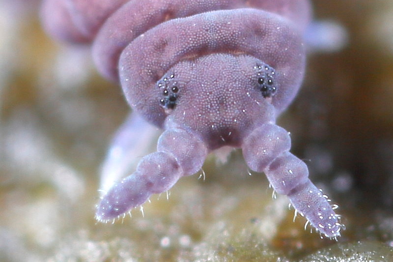 Pseudachorutes sp.