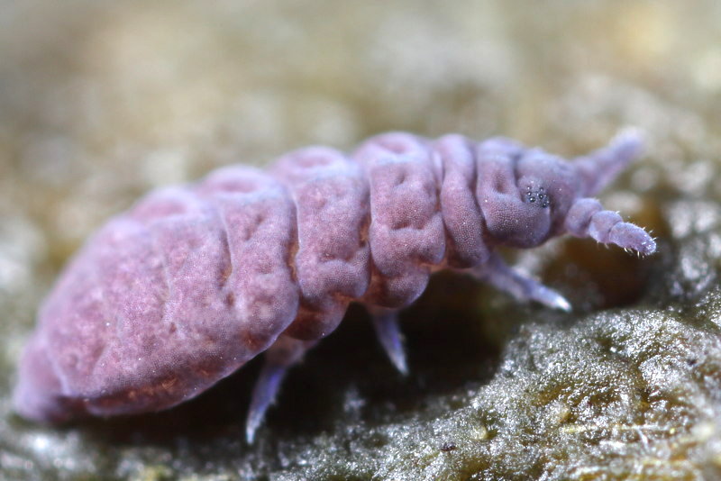 Pseudachorutes sp.