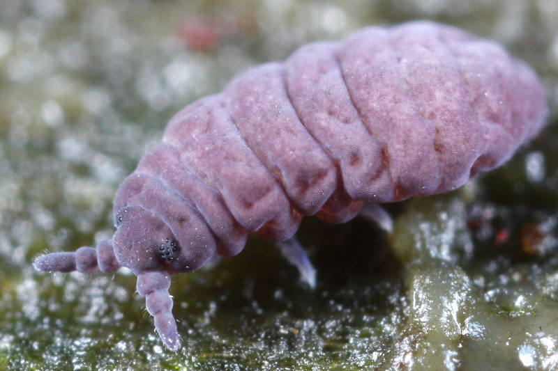 Pseudachorutes sp.