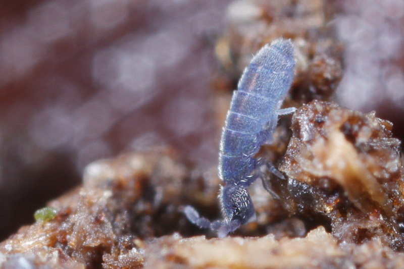 Parisotoma notabilis