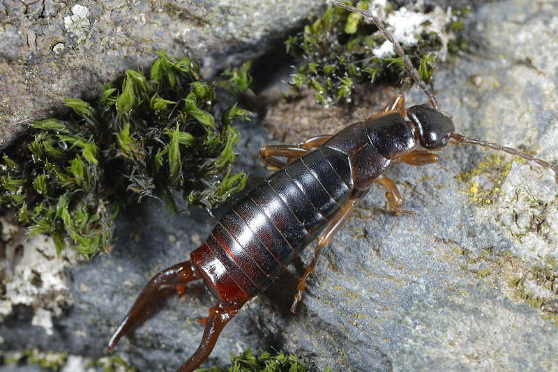Pseudochelidura sinuata ♂