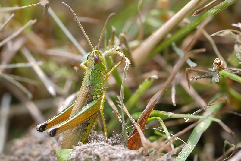 Zompsprinkhaan, Pseudochorthippus montanus ♂