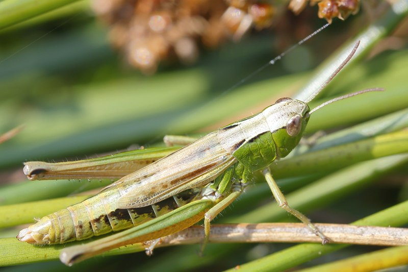 Zompsprinkhaan, Pseudochorthippus montanus ♀