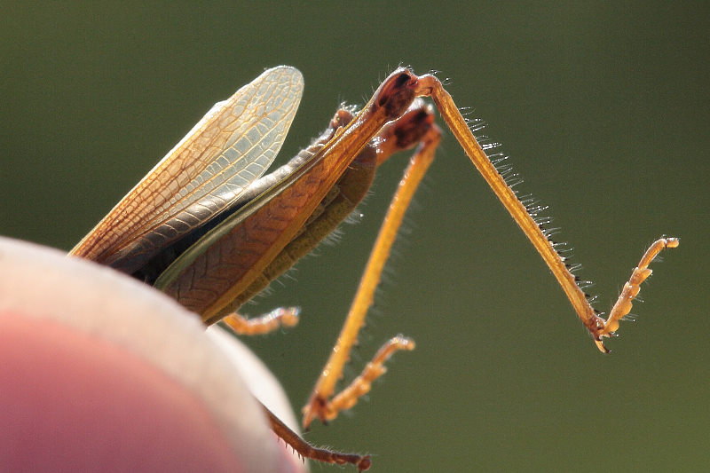 Zompsprinkhaan, Pseudochorthippus montanus ♂