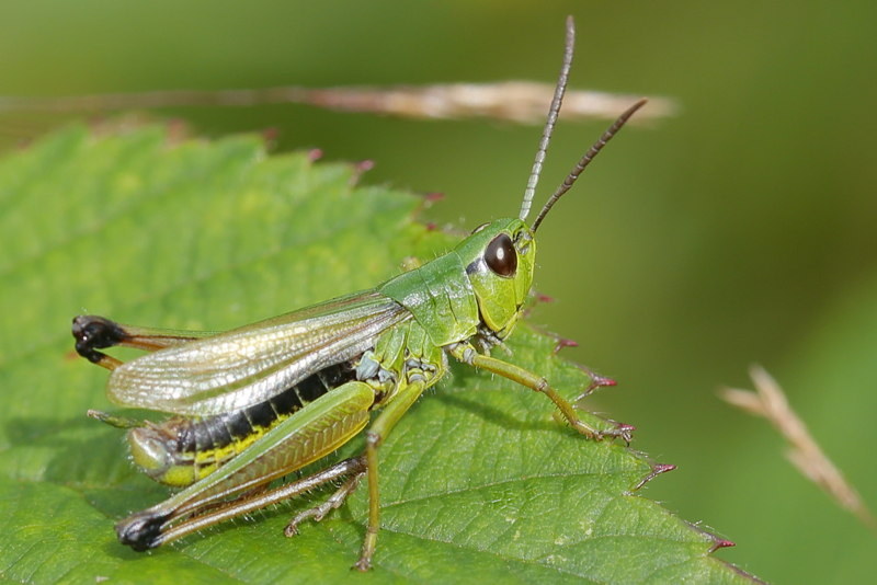Zompsprinkhaan, Pseudochorthippus montanus ♂