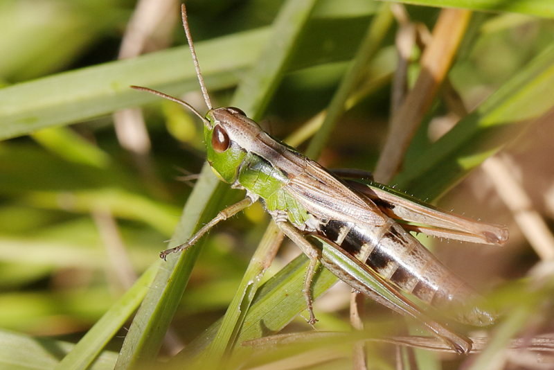 Krasser, Pseudochorthippus parallelus ♀